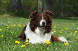 BORDER COLLIE 895